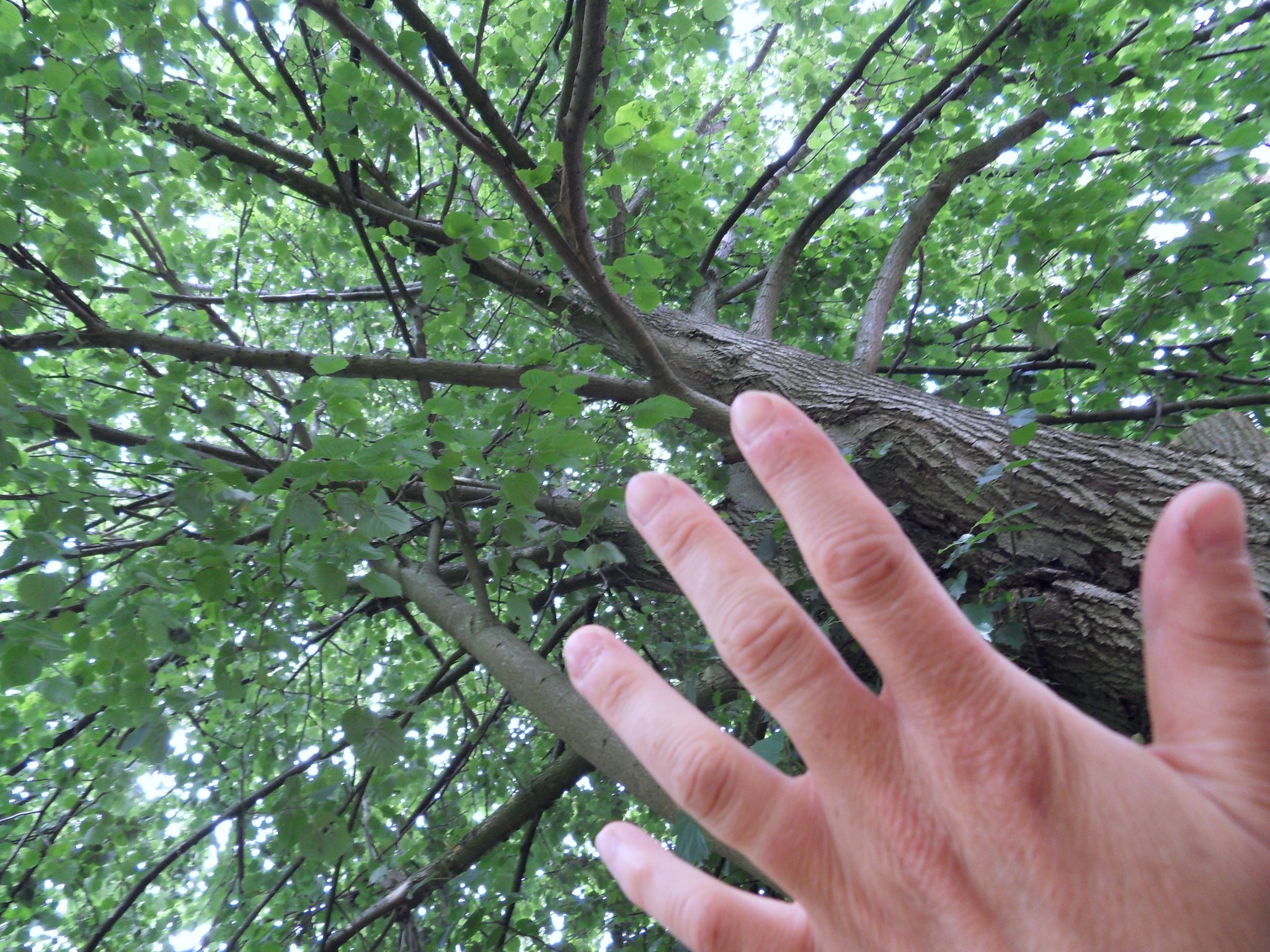 Ma langue aux arbres